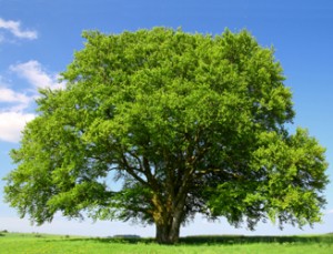 beech-tree